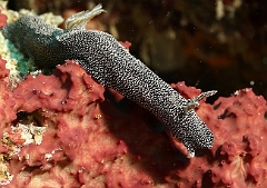 Raja Ampat 2016 - Glossodoris stellatus - Glarry Glossodoris - Nudibranche - IMG_5547_rc